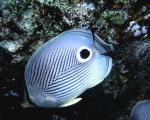 Aquatic 045